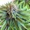 Bubble Bomb (Bomb Seeds) Cannabis-Samen