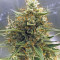 CBD 1:1 Silver Lime Haze Autoflower (Seedstockers)