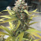 Californian Snow Auto