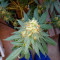 Chemdawg (Humboldt Seeds Organization) Cannabis-Samen