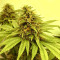 Dinamed CBD Plus (Dinafem Seeds) Cannabis-Samen