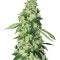 Do-Sweet-Dos (Sweet Seeds) Cannabis-Samen