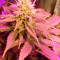 Doctor Kush (Freedom of Seeds) Cannabis-Samen