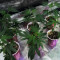 Gelato 33 (Advanced Seeds) Cannabis-Samen