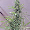 Golden Tiger regular (Ace Seeds) Cannabis-Samen