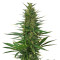 Hindu Kush Automatic (Sensi Seeds) Cannabis-Samen