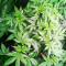 Kuchi (Devils Harvest Seeds) Cannabis-Samen