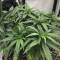 Northern Light x Big Bud Early Harvest (World of Seeds) Cannabis-Samen