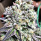 Panama D.C. Regular (CannaBioGen) Cannabis-Samen