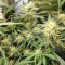 Pineapple (Seedstockers) Cannabis-Samen