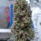 Rollex OG Kush (Devils Harvest Seeds) Cannabis-Samen