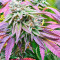 Sherbet (Seedstockers) Cannabis-Samen