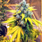 Sticky Fingers Autoflower (Seedstockers) Cannabis-Samen