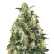 Super Skunk Autoflower (Seedstockers) Cannabis-Samen