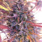 Thai Chi (Ace Seeds) Cannabis-Samen