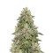 Wedding Cake (Seedstockers) Cannabis-Samen