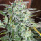White Crystal Meth Auto strain
