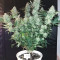 Amnesia Lemon Kush (Original Sensible Seeds) Cannabis-Samen