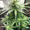 Auto Gelato (Female Seeds) Cannabis-Samen