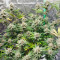 Banana Bomb (Bomb Seeds) Cannabis-Samen