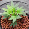Californian Gold (Paradise Seeds) Cannabis-Samen