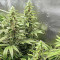 Critical Amnesia feminisierte Samen (AlphaFem Seeds)