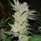 Eleven Roses Early Version feminisierte Samen (Delicious Seeds)
