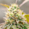 Girl Scout Cookies feminisierte Samen (Barney’s Farm)