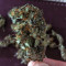 Glue Gelato Auto (Barney's Farm) Cannabis-Samen