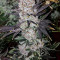 God's Glue (Ministry Of Cannabis) Cannabis-Samen