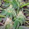 Great White Shark (GHS) Cannabis-Samen