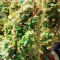 Green Crack Auto (Fast Buds) Cannabis-Samen