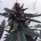Purple Bud (White Label) Cannabis-Samen