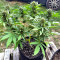 Purple Lemonade Fast Flowering feminisierte Samen (Fast Buds)