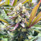 Purple Lemonade Fast Flowering feminisierte Samen (Fast Buds)