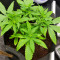 Red Hot Cookies feminisiertes Saatgut (Sweet Seeds)