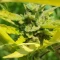 Gorilla Cookies Auto (Fast Buds) Cannabis-Samen zu verkaufen