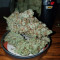 Franco's Lemon Cheese (GHS) Cannabis-Samen zu verkaufen