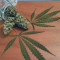 Jack Herer (GHS) Cannabis-Samen zu verkaufen