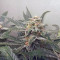 Bruce Banner Auto Cannabis-Samen Kaufen