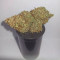 Purple Punch Auto (Fast Buds) Cannabis-Samen zu verkaufen