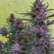 Kaufe Strawberry Pie Auto Samen feminisiert von Fast Buds
