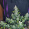 Original Auto White Widow (Fast Buds) Cannabis-Samen zu verkaufen