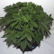 Blackberry Gum Cannabis-Samen Kaufen
