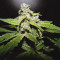 Buddha Medikit Auto CBD Cannabis-Samen Kaufen