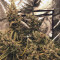 Girl Scout Cookies (Garden Of Green) Cannabis-Samen zu verkaufen