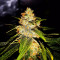 Bruce Banner #3 Cannabis-Samen Kaufen