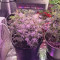 Northern Lights Autoflowering Cannabis-Samen Kaufen
