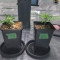 Green Crack (Garden of Green) Cannabis-Samen zu verkaufen