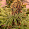 Pink Kush (Barney's Farm) Cannabis-Samen zu verkaufen